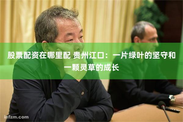 股票配资在哪里配 贵州江口：一片绿叶的坚守和一颗灵草的成长