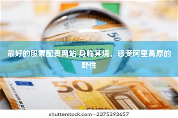 最好的股票配资网站 身临其境，感受阿里高原的野性